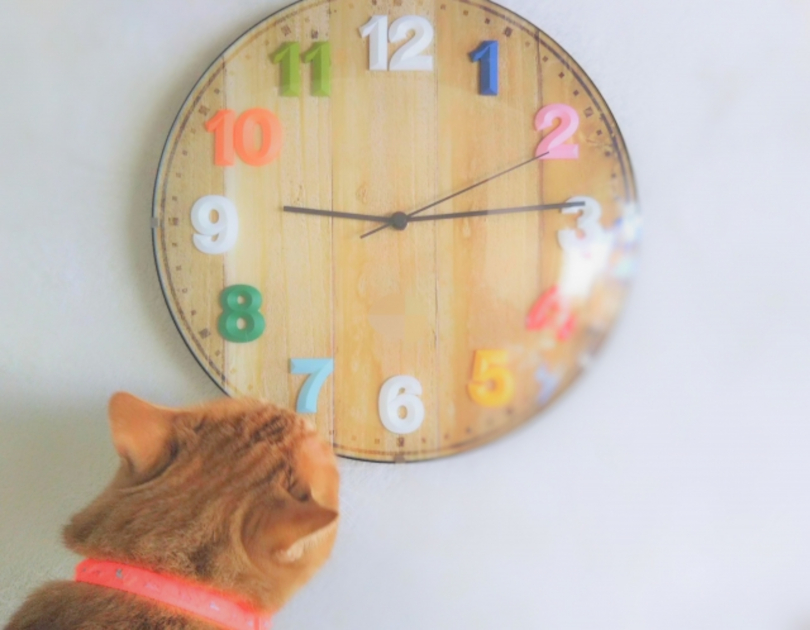 猫の手も借りたい