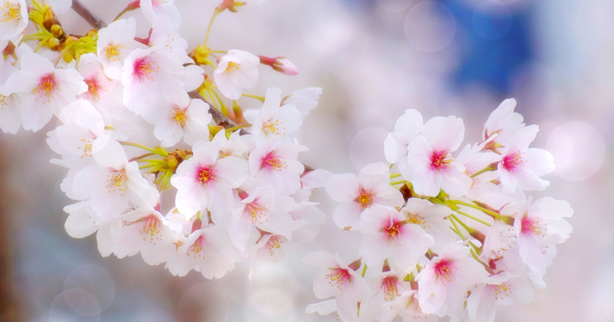 桜の花　春休み