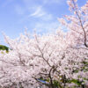 春休み　桜の花