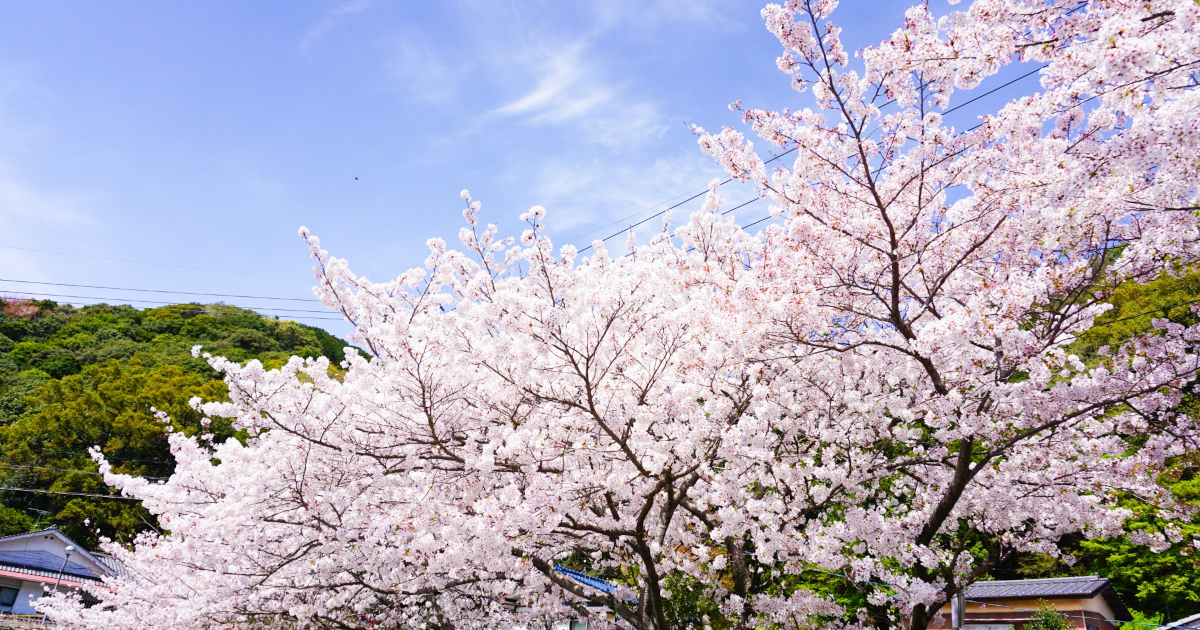 春休み　桜の花