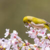 春休み　メジロ　桜の花