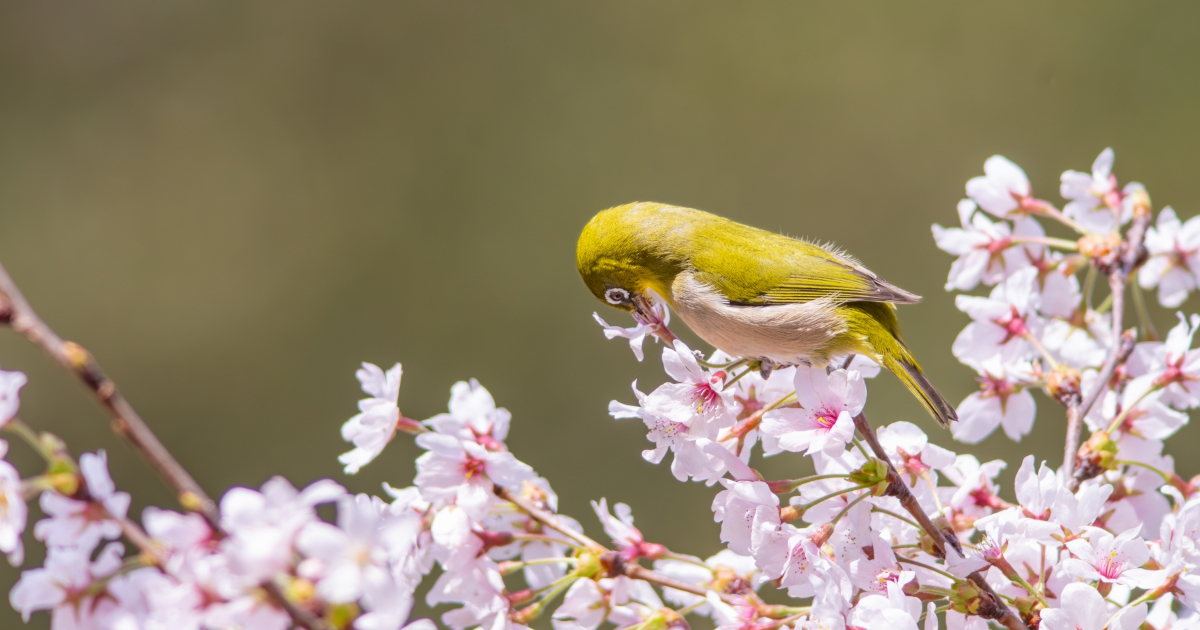 春休み　メジロ　桜の花