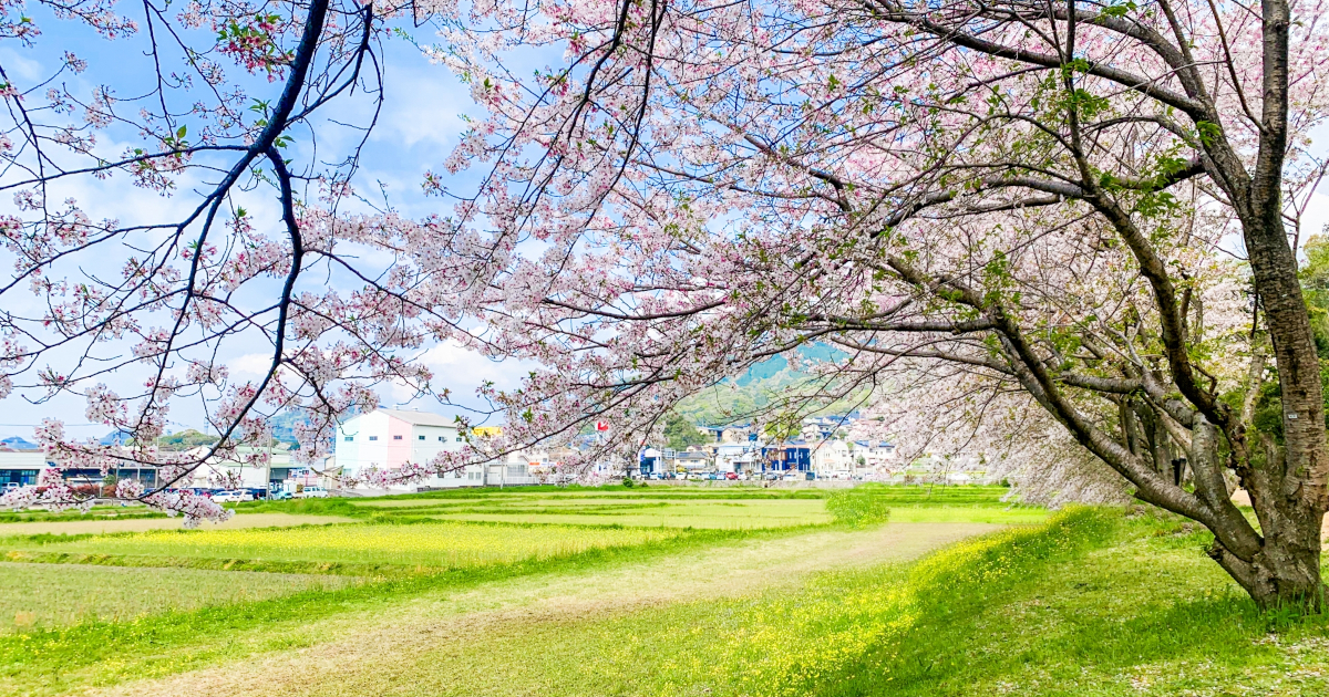 春休み　桜の花