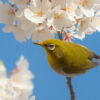 春休み　桜の花　メジロ