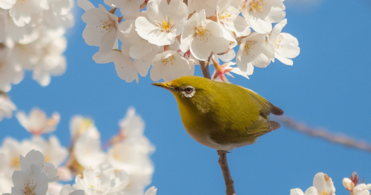 春休み　桜の花　メジロ