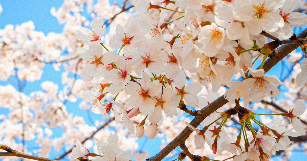 春休み　桜の花