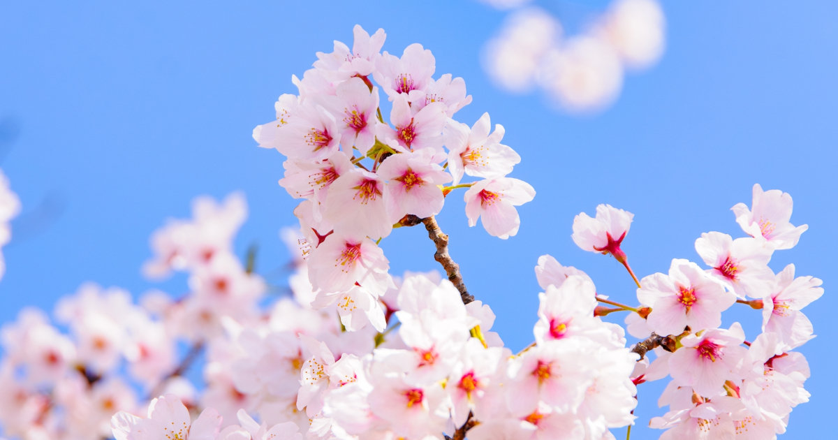 春休み　桜の花